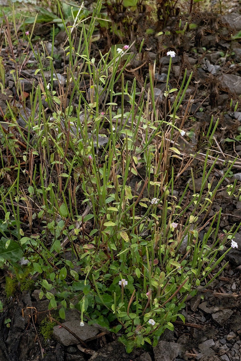 Epilobium lanceolatum - © Charles Hipkin