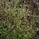 Epilobium lanceolatum