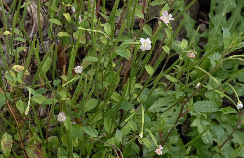 Epilobium lanceolatum - © Charles Hipkin