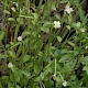 Epilobium lanceolatum