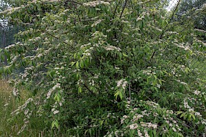 Cotoneaster henryanus Henry's Cotoneaster