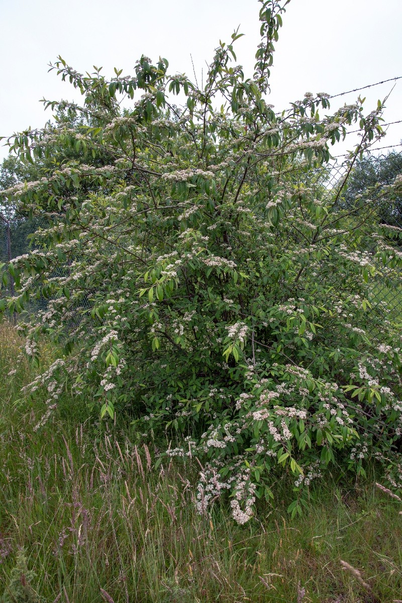 Cotoneaster henryanus - © Charles Hipkin