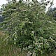 Cotoneaster henryanus