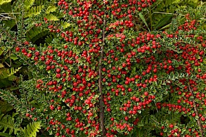 Cotoneaster horizontalis Wall Cotoneaster