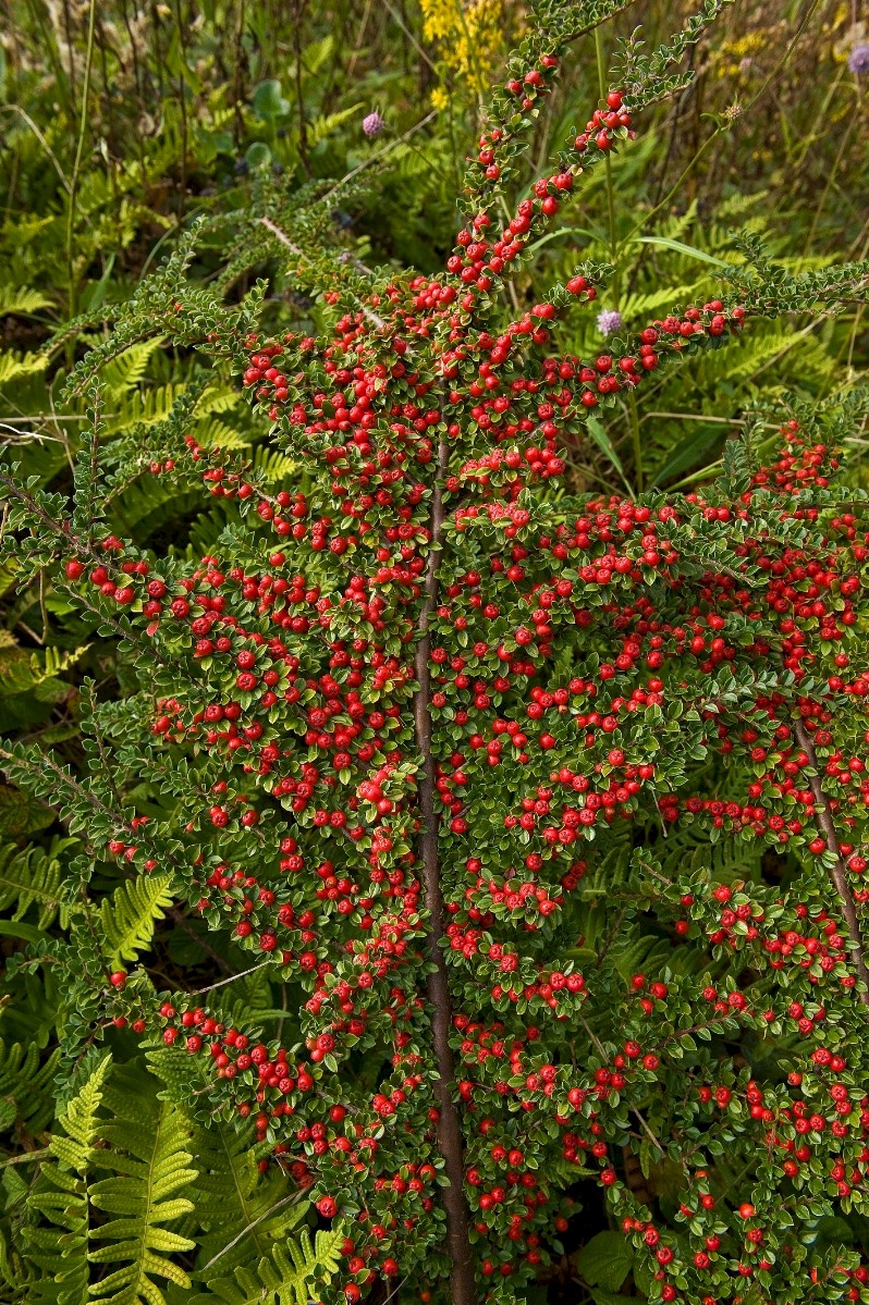 Cotoneaster horizontalis - © Charles Hipkin