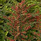 Cotoneaster horizontalis