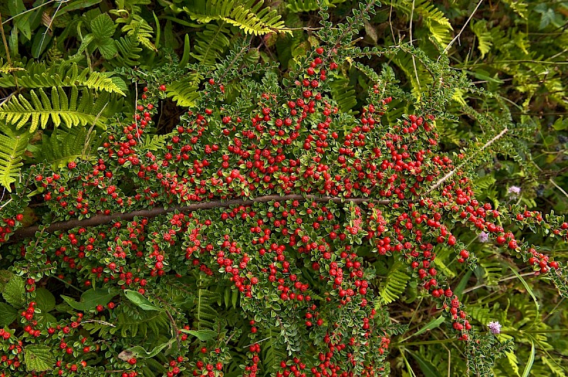 Cotoneaster horizontalis - © Charles Hipkin