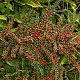 Cotoneaster horizontalis