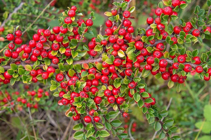 Cotoneaster horizontalis - © Charles Hipkin