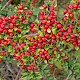 Cotoneaster horizontalis