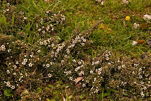 Cotoneaster integrifolius Entire-leaved Cotoneaster