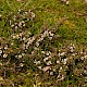 Cotoneaster integrifolius