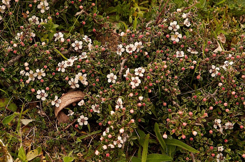 Cotoneaster integrifolius - © Charles Hipkin