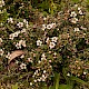 Cotoneaster integrifolius