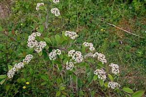 Cotoneaster lacteus Late Cotoneaster