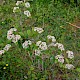 Cotoneaster lacteus