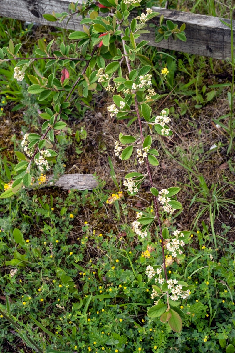 Cotoneaster lacteus - © Charles Hipkin