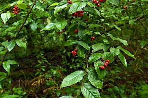 Cotoneaster rehderi Bullate Cotoneaster