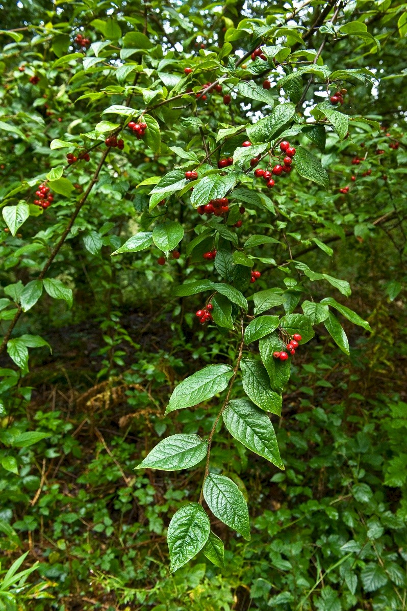 Cotoneaster rehderi - © Charles Hipkin