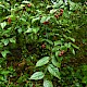 Cotoneaster rehderi