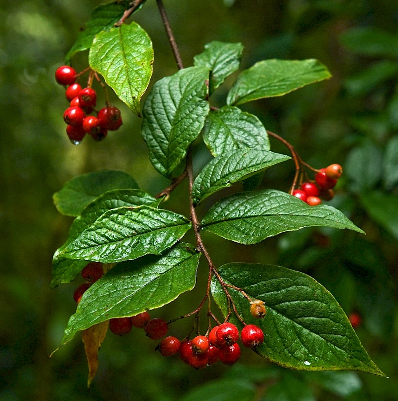 Cotoneaster rehderi - © Charles Hipkin