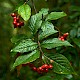 Cotoneaster rehderi