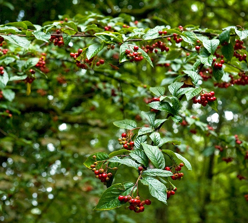 Cotoneaster rehderi - © Charles Hipkin