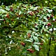 Cotoneaster rehderi