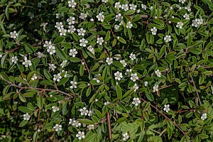 Cotoneaster salicifolius Willow-leaved Cotoneaster