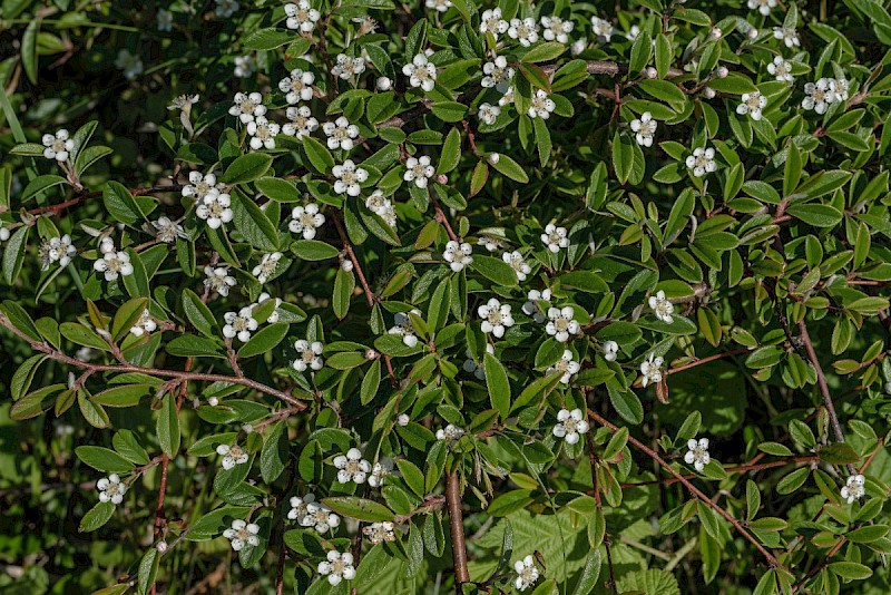 Cotoneaster salicifolius - © Charles Hipkin