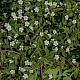 Cotoneaster salicifolius