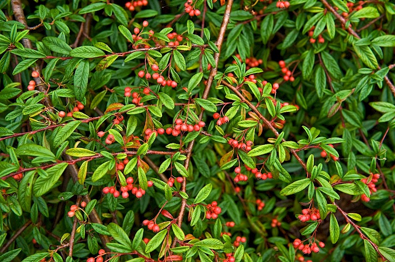 Cotoneaster salicifolius - © Charles Hipkin