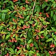 Cotoneaster salicifolius