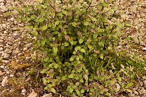 Cotoneaster sternianus Stern's Cotoneaster