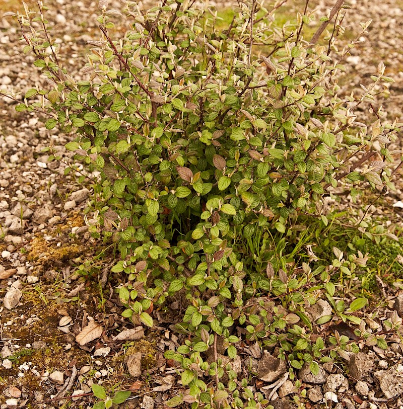 Cotoneaster sternianus - © Charles Hipkin