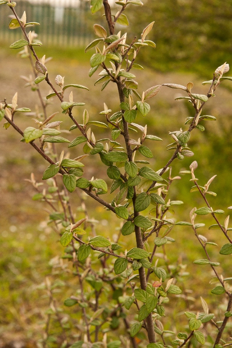 Cotoneaster sternianus - © Charles Hipkin