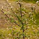 Cotoneaster sternianus