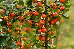 Cotoneaster simonsii Himalayan Cotoneaster