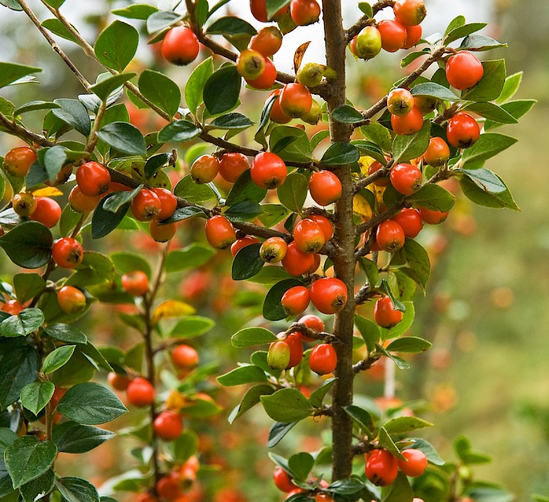 Cotoneaster simonsii - © Charles Hipkin