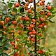 Cotoneaster simonsii