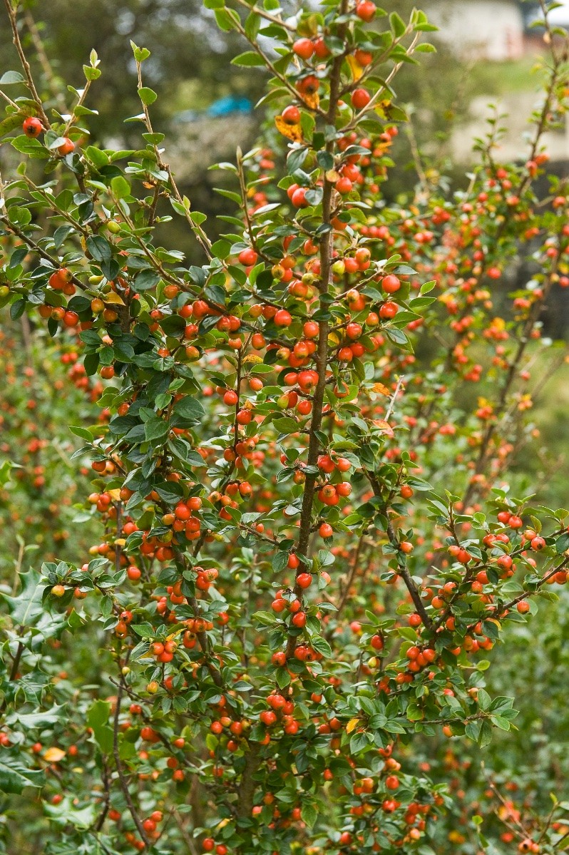 Cotoneaster simonsii - © Charles Hipkin