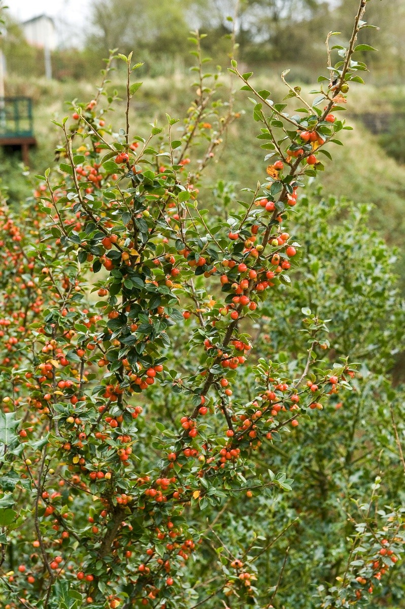 Cotoneaster simonsii - © Charles Hipkin