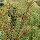 Cotoneaster simonsii