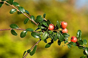 Cotoneaster x suecicus Swedish Cotoneaster