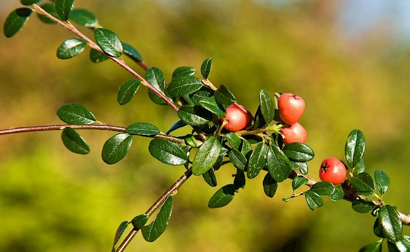 Cotoneaster x suecicus - © Charles Hipkin