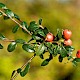 Cotoneaster x suecicus