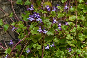 Cymbalaria muralis Ivy-leaved Toadflax