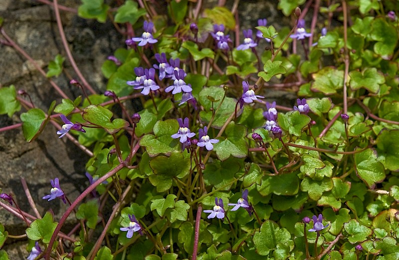 Cymbalaria muralis - © Charles Hipkin