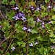 Cymbalaria muralis