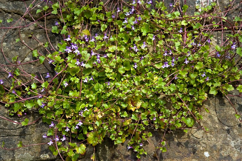 Cymbalaria muralis - © Charles Hipkin